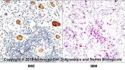 HLA-DR Antibody (L243) - Azide and BSA Free, Novus Biologicals 0.1 mL;
